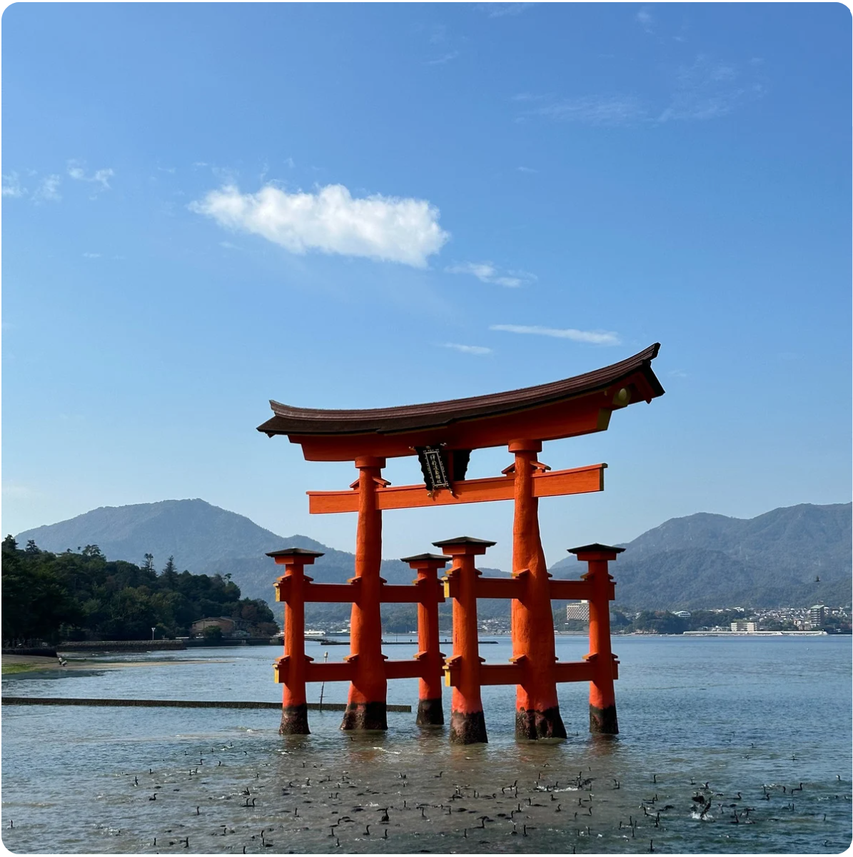 Cherry Blossom Japan - Image 3