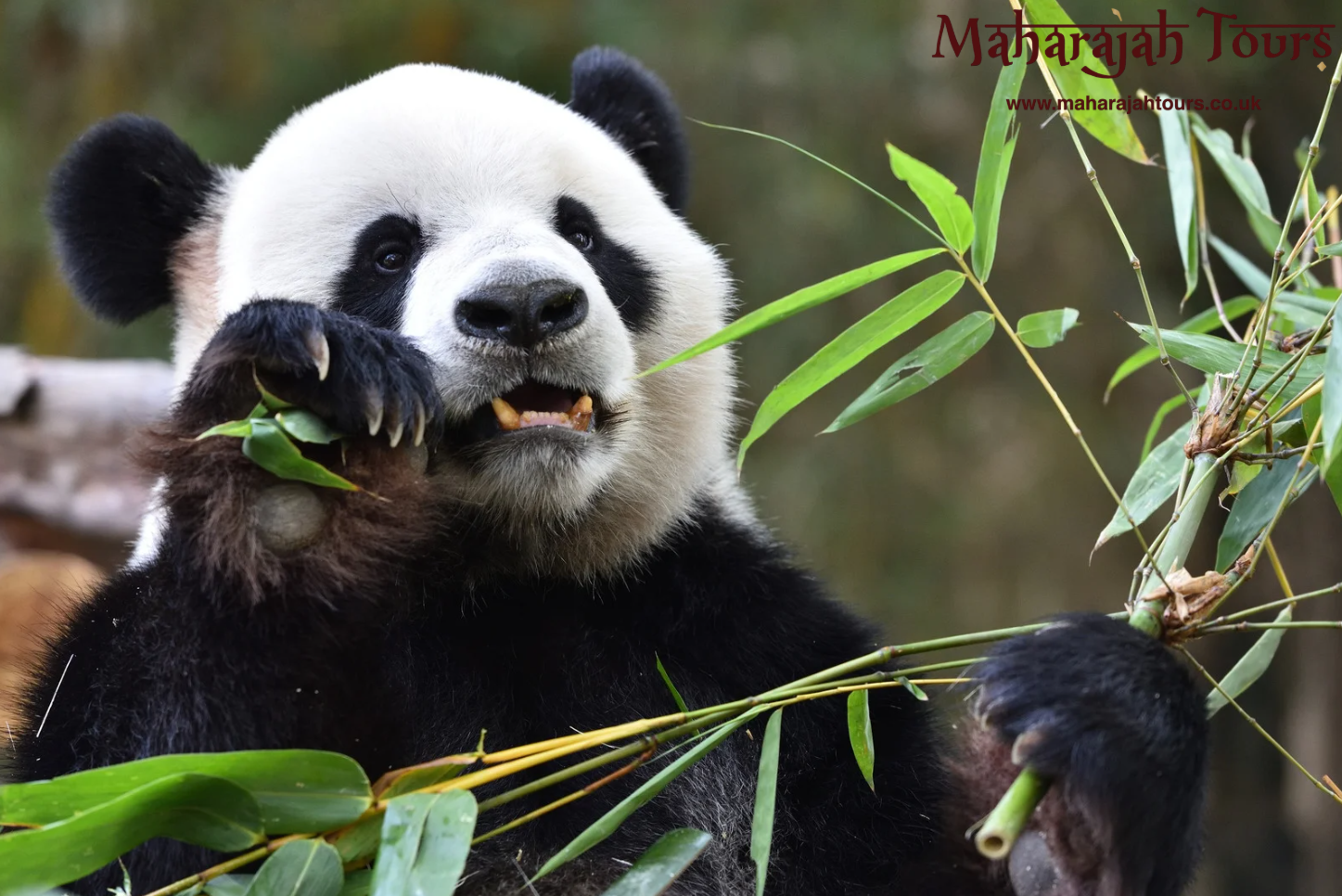 Captivating China - Image 4