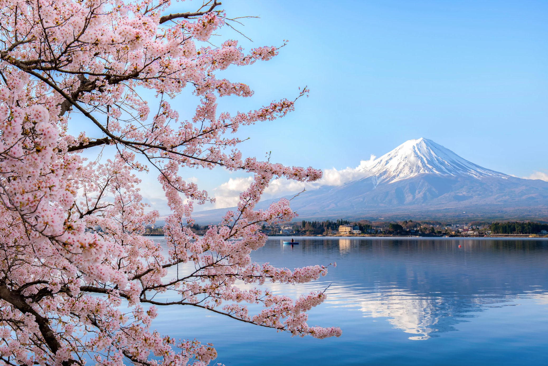 Cherry Blossom Journey