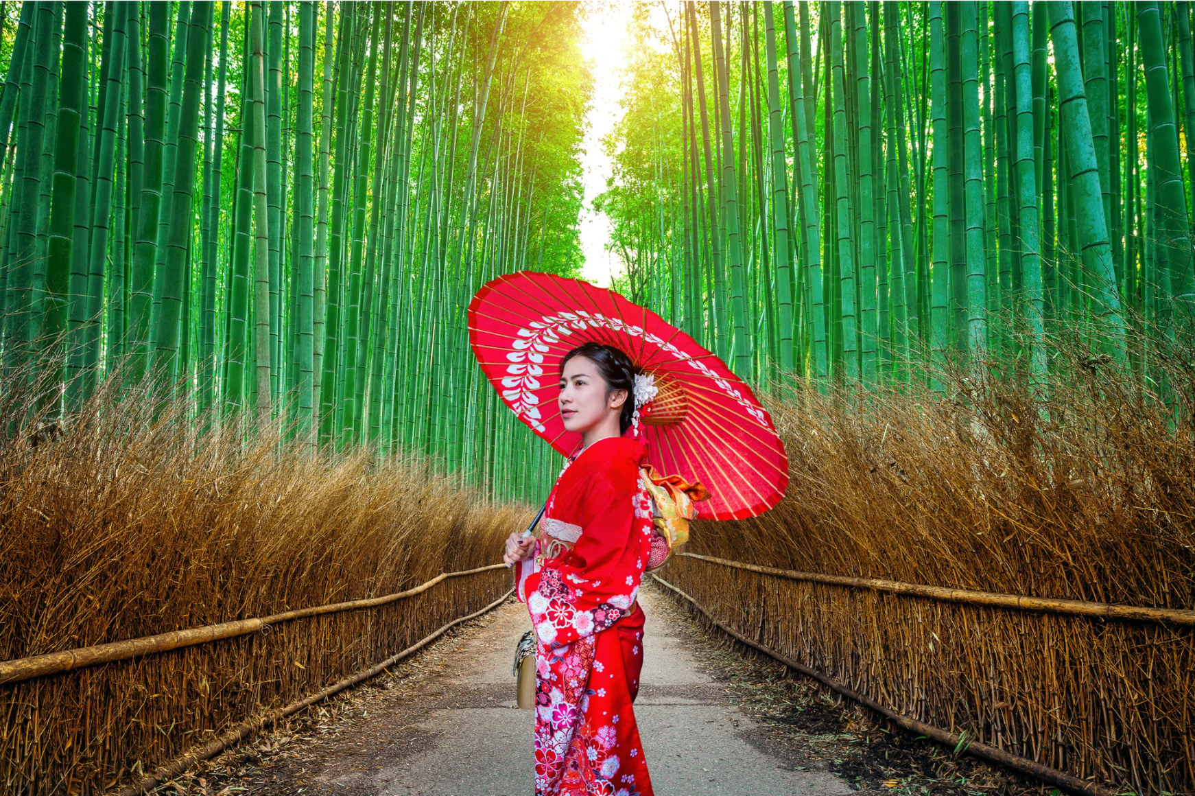 Cherry Blossom Journey - Image 6